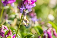 Lathyrus vernus