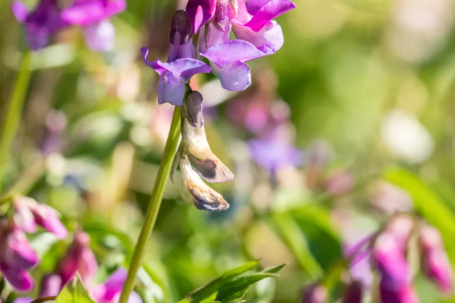 Lathyrus vernus