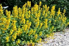 Lysimachia punctata