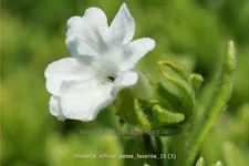 Lithodora diffusa 'Pete´s Favorite'