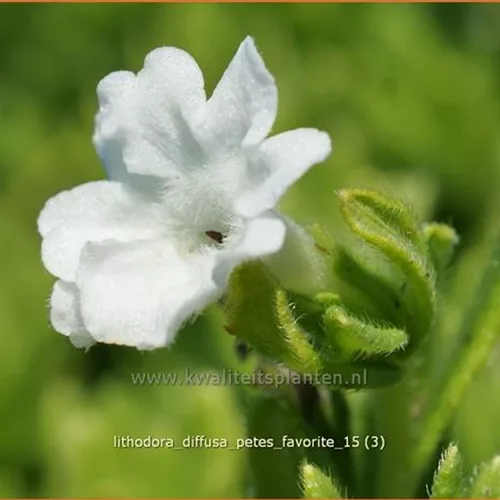 Lithodora diffusa 'Pete´s Favorite'