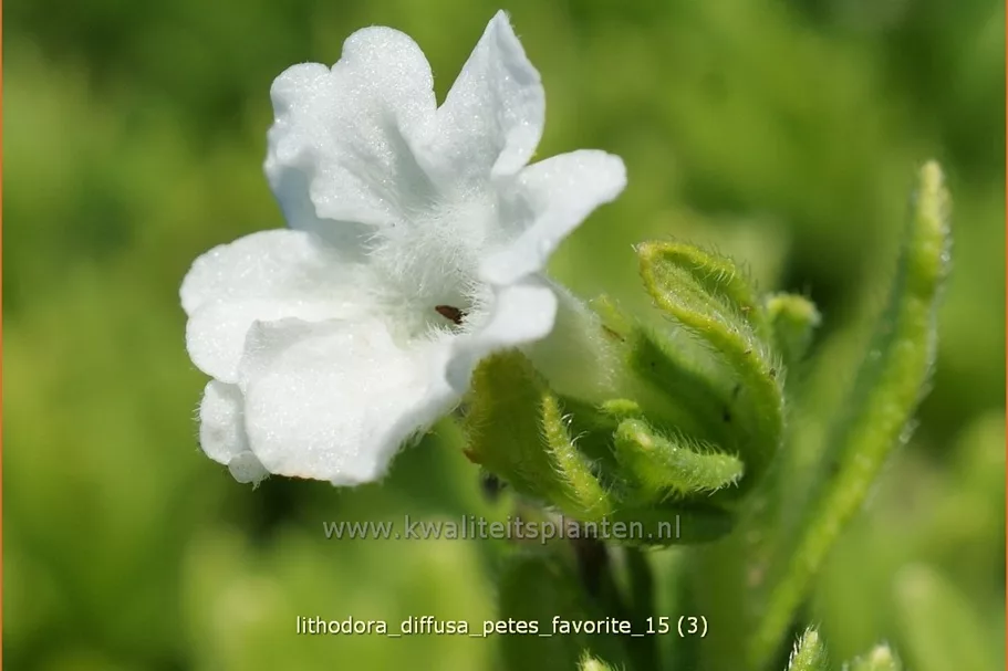 Lithodora diffusa 'Pete´s Favorite'