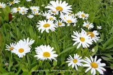 Leucanthemum 'Silberprinzesschen'