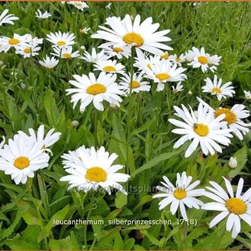 Leucanthemum 'Silberprinzesschen'