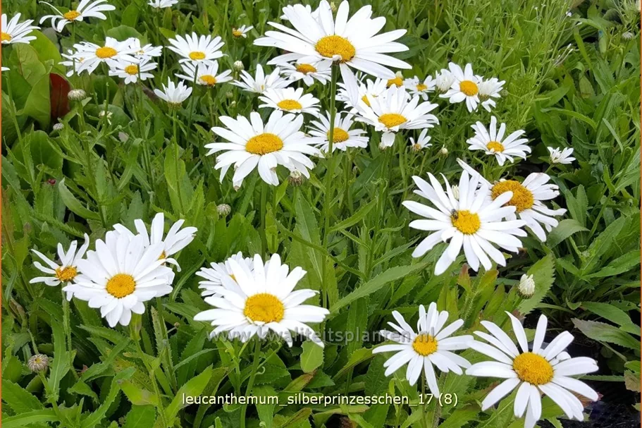 Leucanthemum 'Silberprinzesschen'