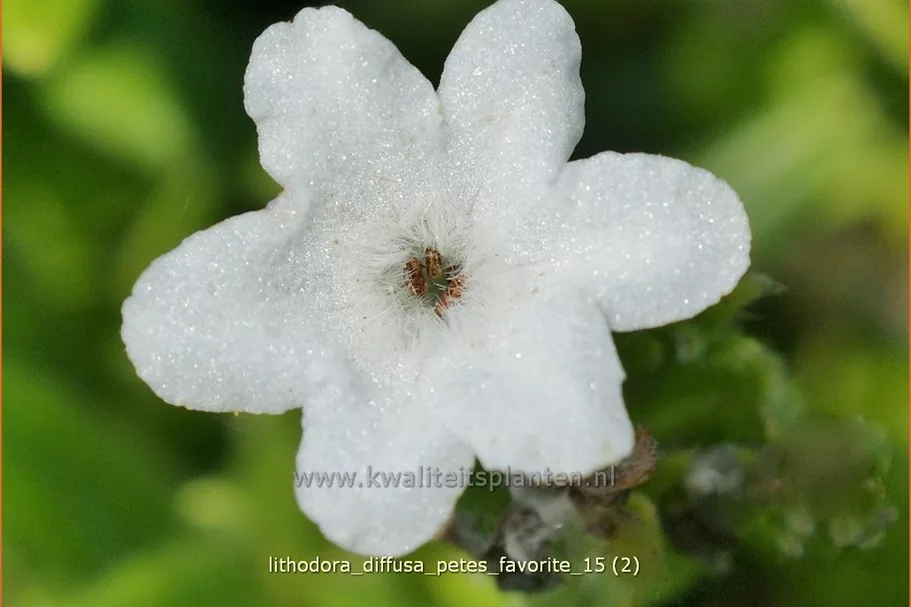 Lithodora diffusa 'Pete´s Favorite'