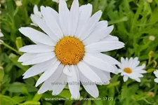 Leucanthemum 'Silberprinzesschen'