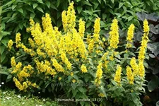 Lysimachia punctata