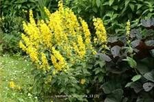Lysimachia punctata