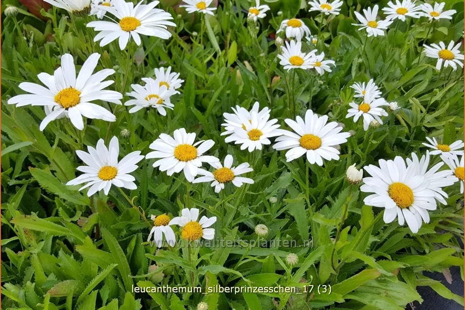 Leucanthemum 'Silberprinzesschen'
