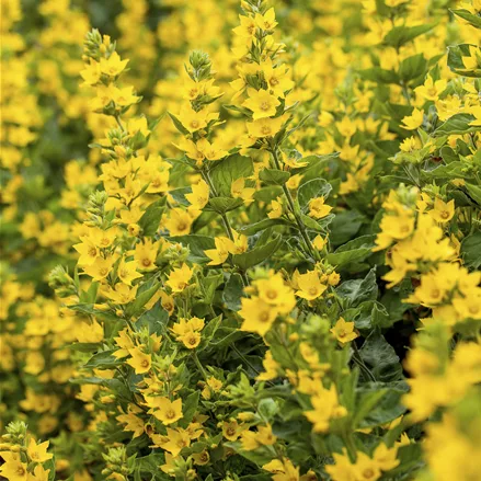 Lysimachia punctata
