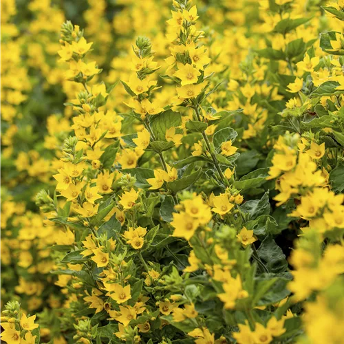 Lysimachia punctata