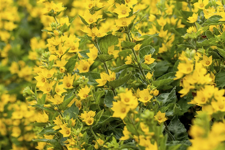 Lysimachia punctata