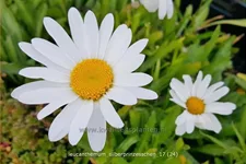 Leucanthemum 'Silberprinzesschen'