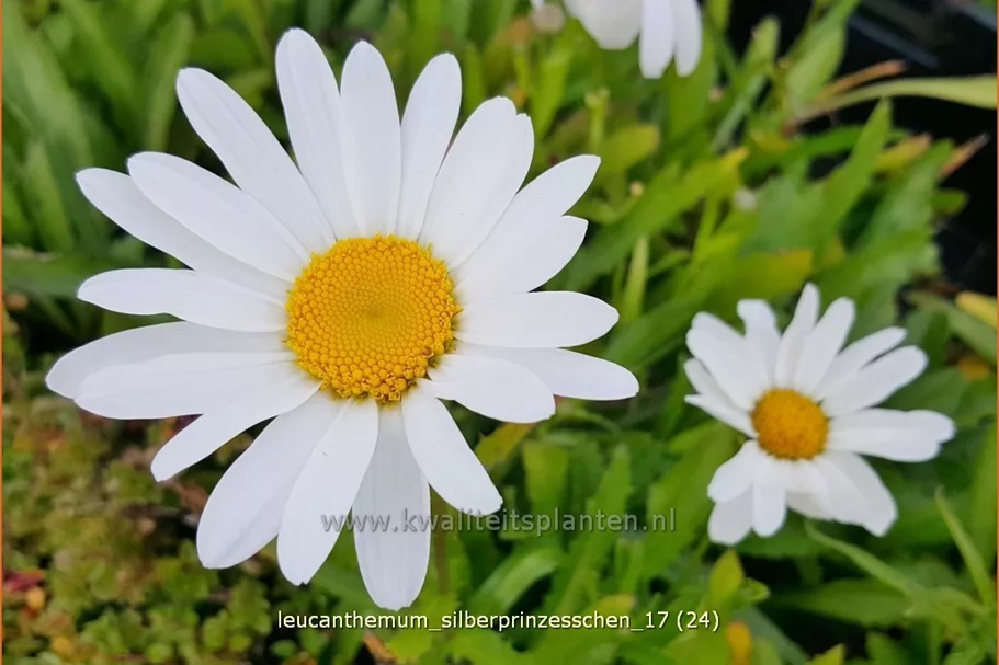 Leucanthemum 'Silberprinzesschen'