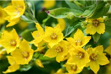 Lysimachia punctata