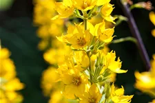 Lysimachia punctata