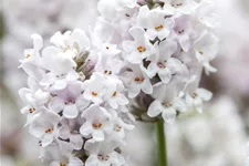 Lavandula angustifolia 'Alba'