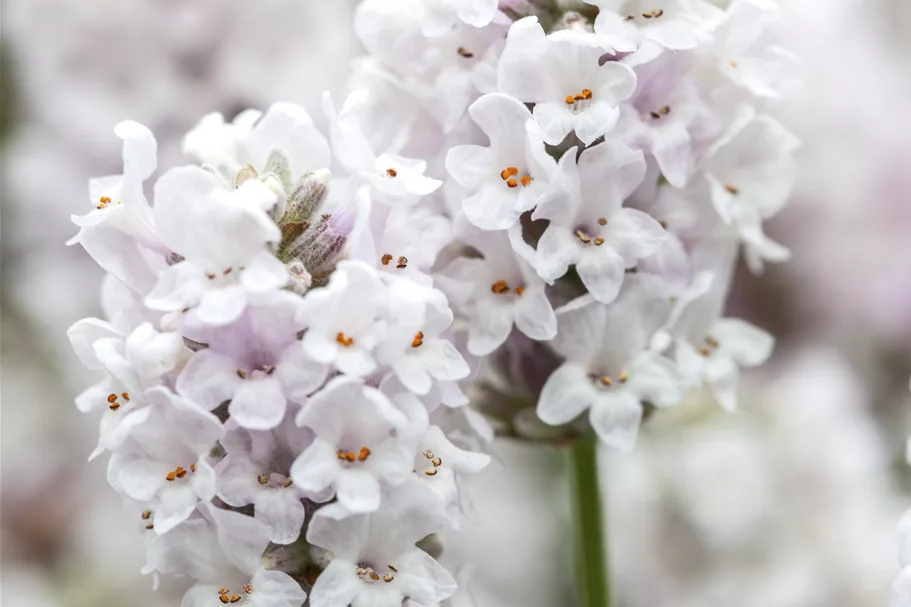 Lavandula angustifolia 'Alba'