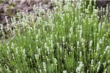 Lavandula angustifolia 'Alba'