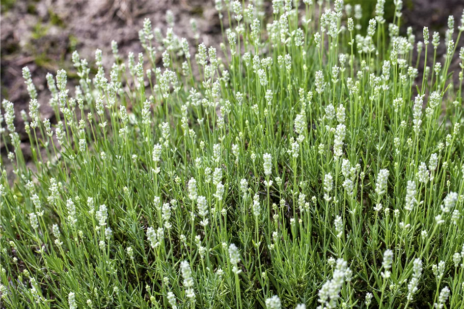 Lavandula angustifolia 'Alba'
