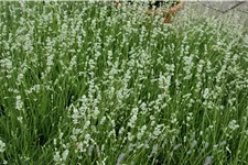 Lavandula angustifolia 'Alba'