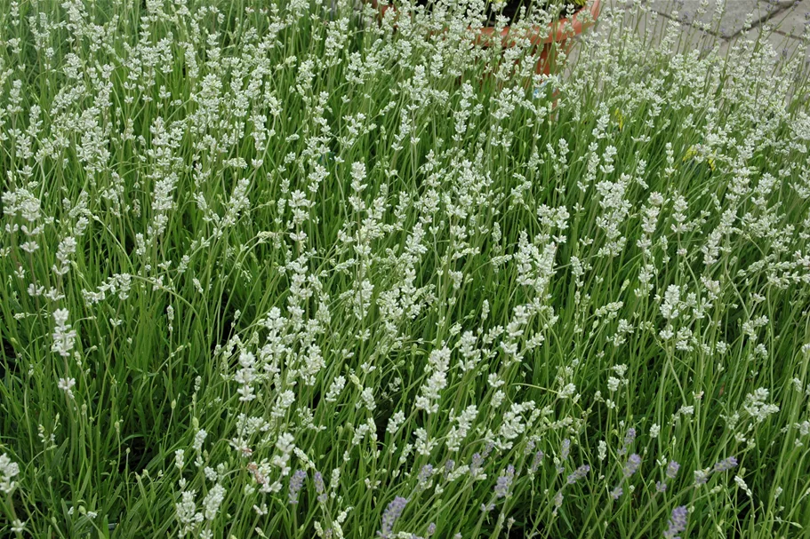 Lavandula angustifolia 'Alba'