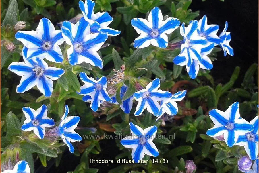 Lithodora diffusa 'Star'®