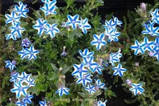 Lithodora diffusa 'Star'®