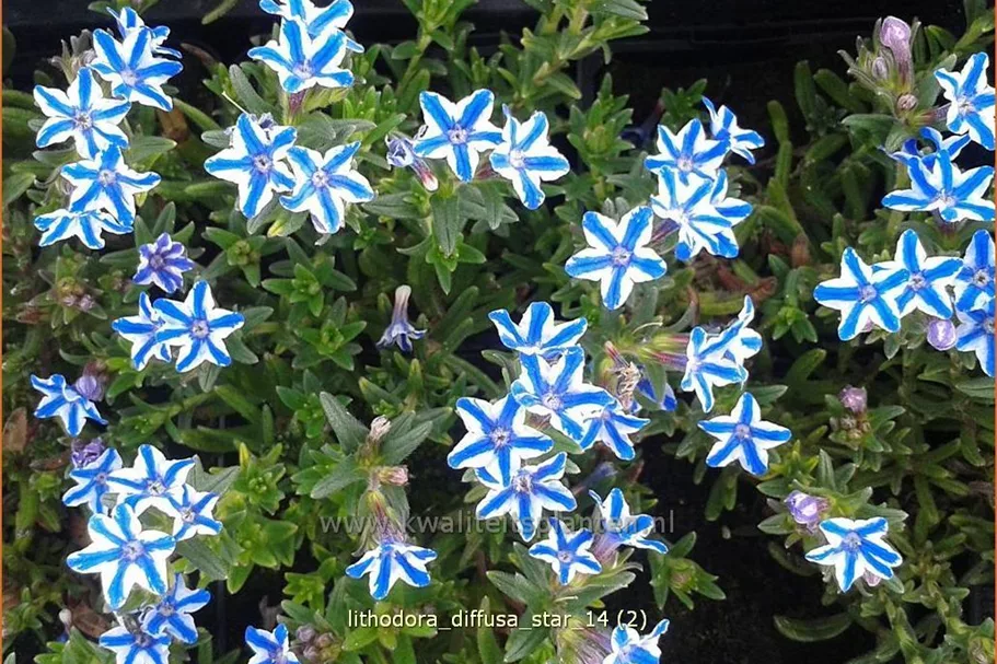 Lithodora diffusa 'Star'®