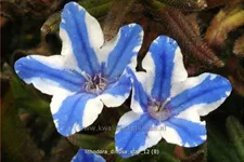 Lithodora diffusa 'Star'®