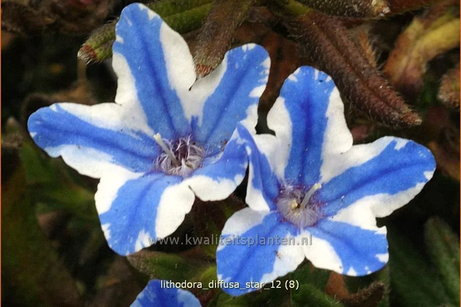 Lithodora diffusa 'Star'®