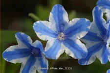 Lithodora diffusa 'Star'®