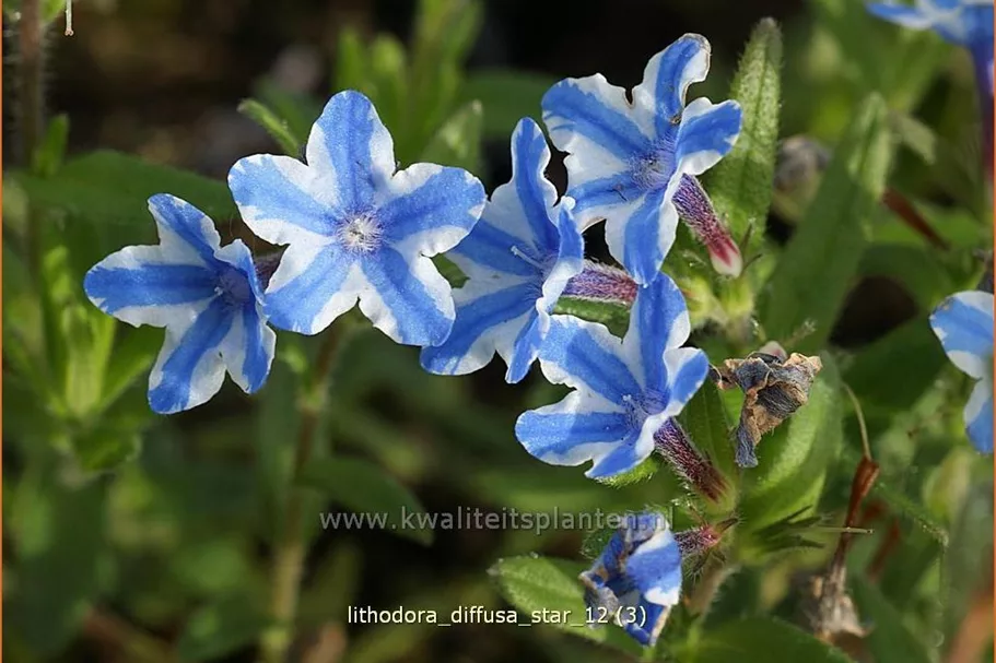 Lithodora diffusa 'Star'®