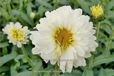 Leucanthemum x superbum 'Victorian Secret'
