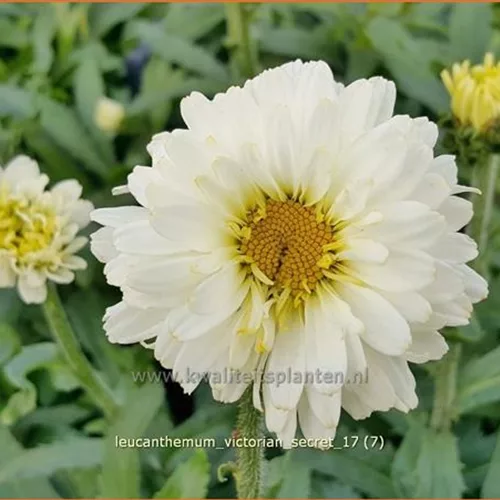 Leucanthemum x superbum 'Victorian Secret'