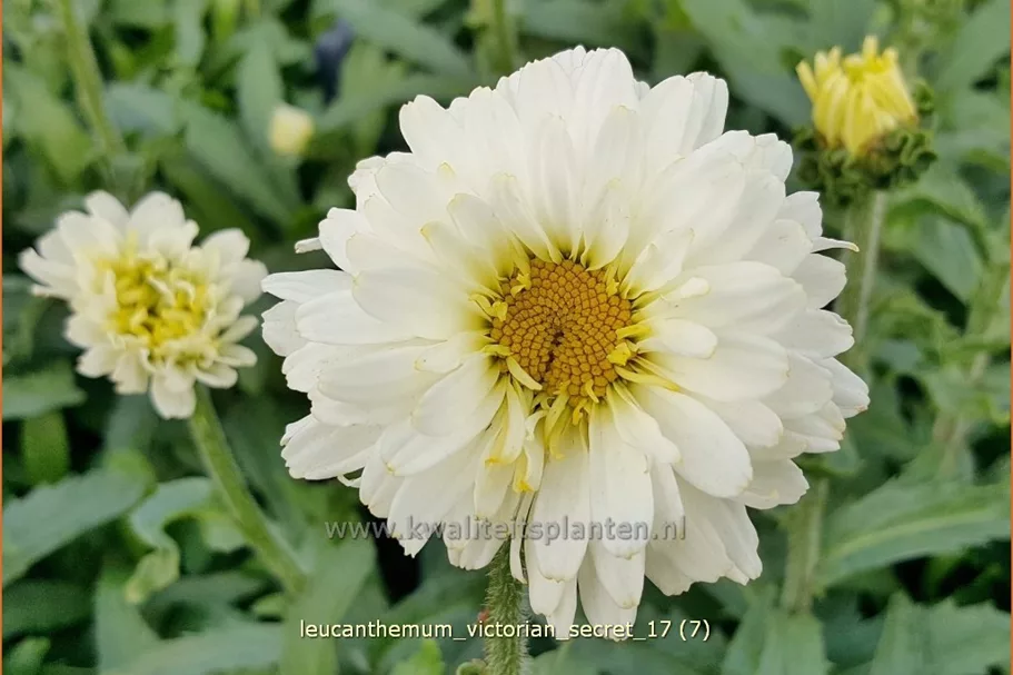 Leucanthemum x superbum 'Victorian Secret'