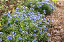 Lithodora diffusa 'Star'®