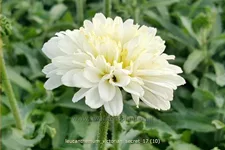 Leucanthemum x superbum 'Victorian Secret'