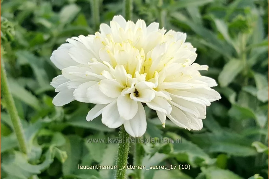 Leucanthemum x superbum 'Victorian Secret'