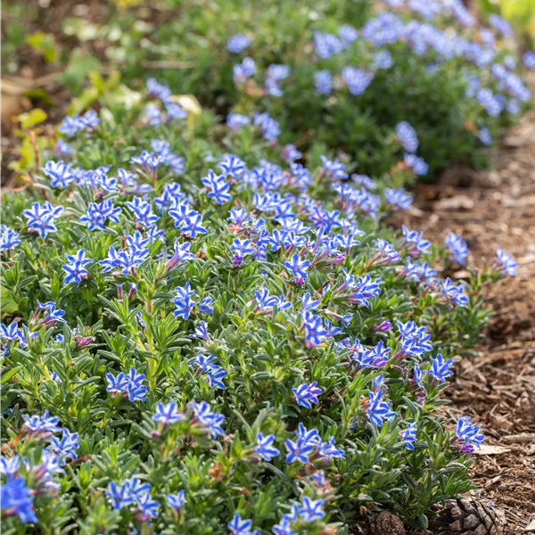 Lithodora diffusa 'Star'®