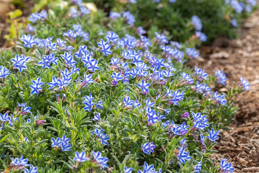 Lithodora diffusa 'Star'®