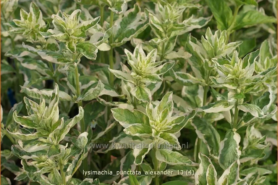 Lysimachia punctata 'Alexander'