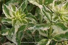 Lysimachia punctata 'Alexander'