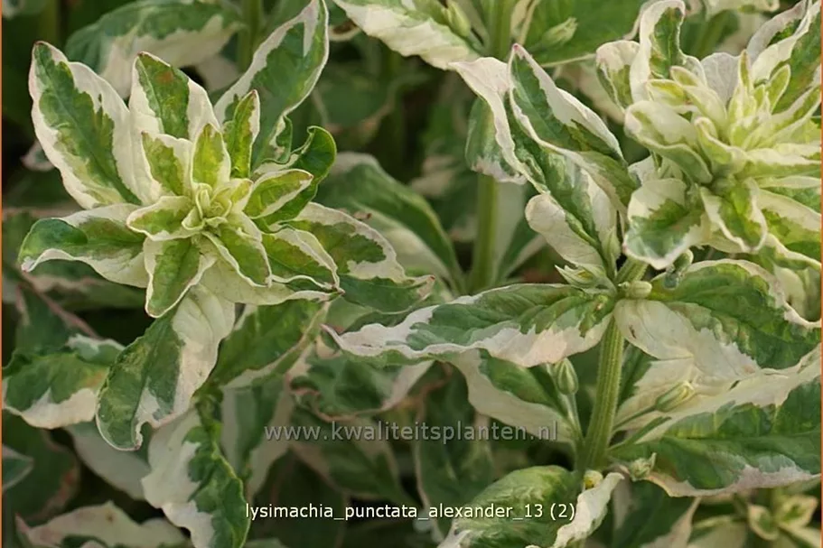 Lysimachia punctata 'Alexander'