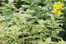 Lysimachia punctata 'Alexander'