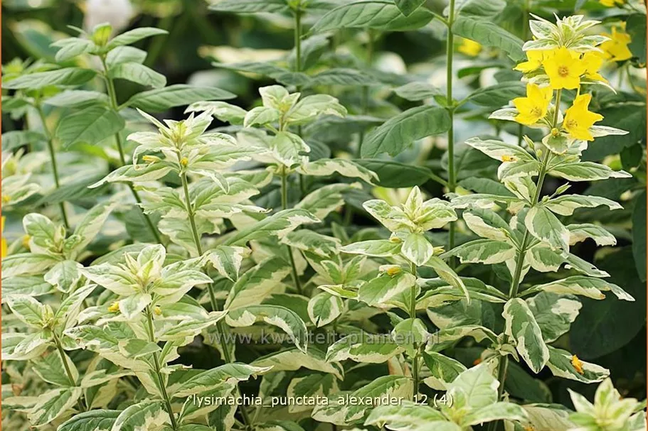 Lysimachia punctata 'Alexander'