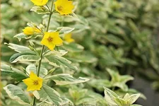 Lysimachia punctata 'Alexander'