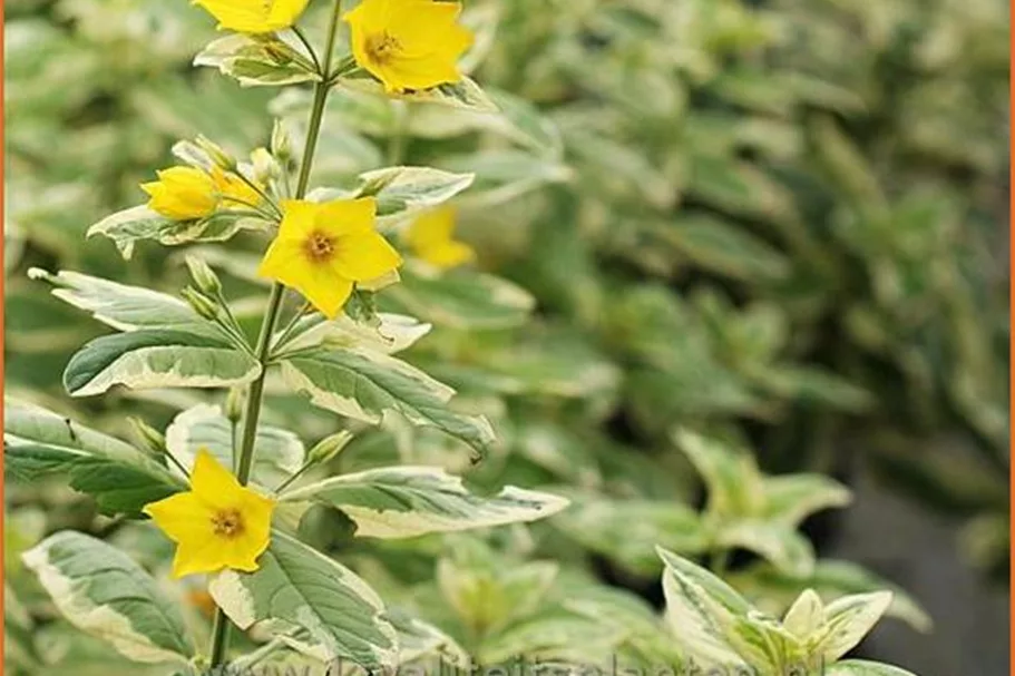 Lysimachia punctata 'Alexander'