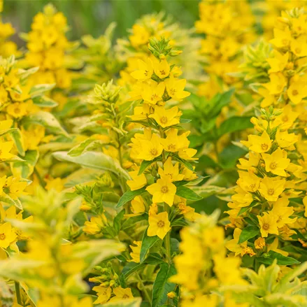 Lysimachia punctata 'Alexander'